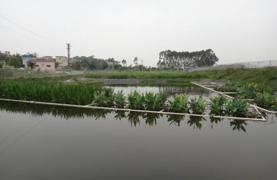 (运行中的红光村"人工湿地 氧化塘"生活污水处理设施)